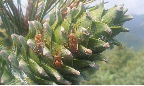 잣나무 해충 '소나무허리노린재'