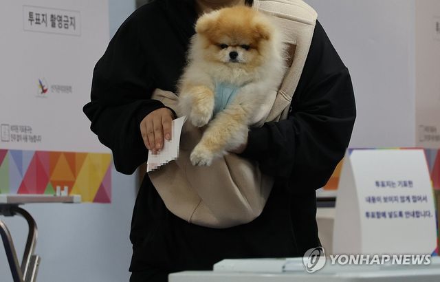 댕댕이와 함께 투표