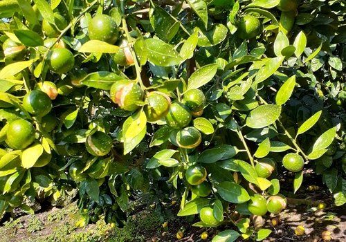 쩍쩍 갈라지고 썩은 제주 감귤