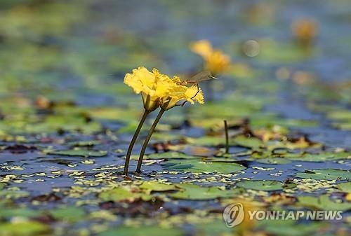 초여름 더위가 피운 노랑어리연