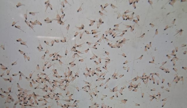 갓 부화한 열목어