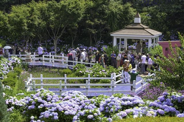 지난해 장생포 수국 페스티벌 모습