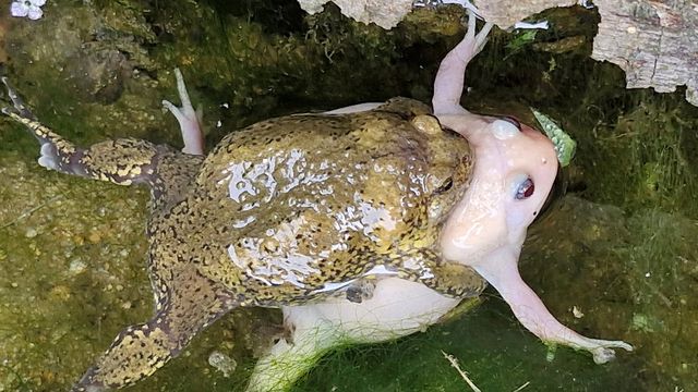 짝짓기하는 알비노 맹꽁이