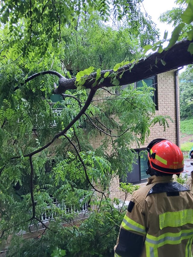 과천시 나무 쓰러짐 사고 현장