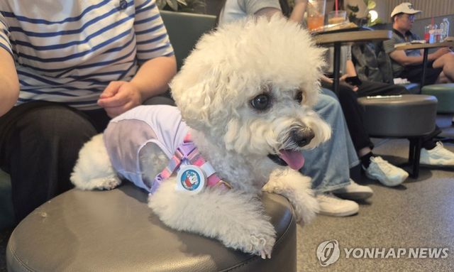 펫존 이용하는 강아지