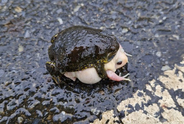 대전 찬샘마을서 발견된 알비노 맹꽁이