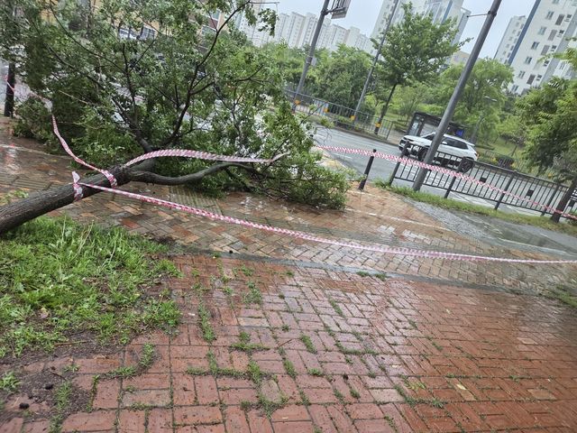 세종시 고운동에 쓰러진 가로수