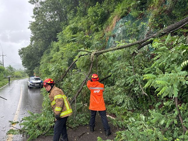 춘천 도로 나무 전도