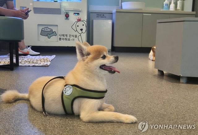 펫 친화 매장 이용하는 강아지
