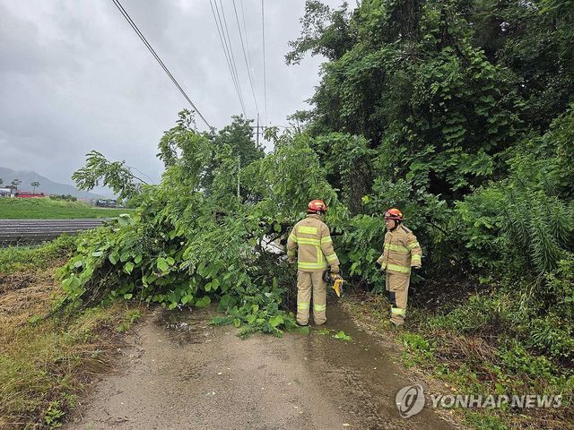 철원서 도로 위에 쓰러진 나무