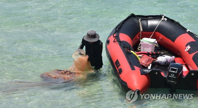 '해수욕장 해파리 조심'