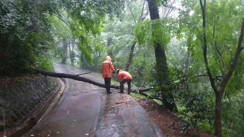  군산 월명공원 산책로 나무 제거