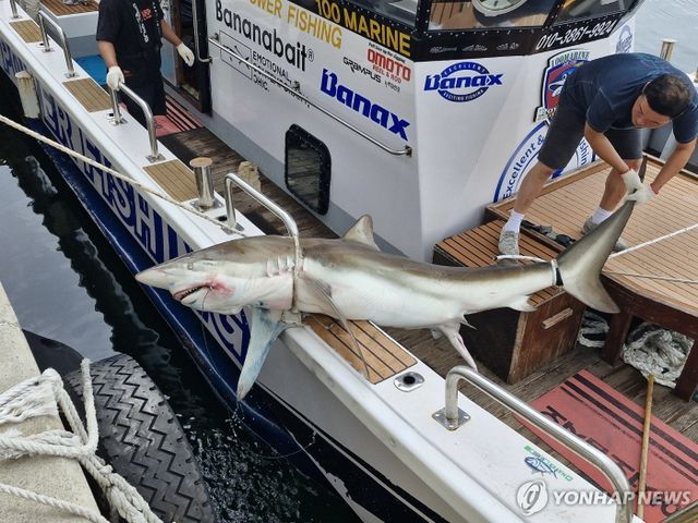 제주 연안에서 포획된 무태상어