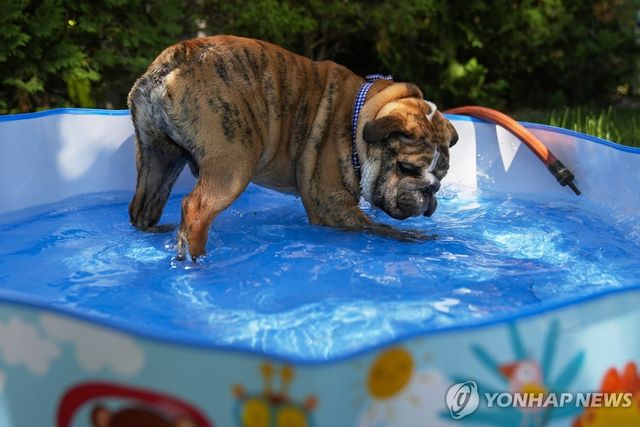 20일(현지시간) 미국 시카고의 한 가정집 마당 수영장에서 물놀이를 즐기는 불독 