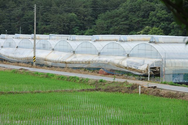 토사가 묻어 있는 비닐하우스