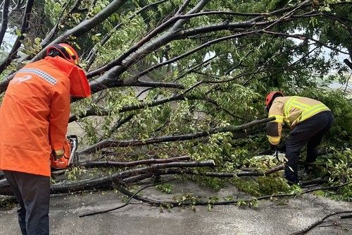 쓰러진 나무 치우는 소방관