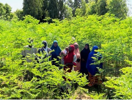 니제르 모링가나무 소득 창출 활동