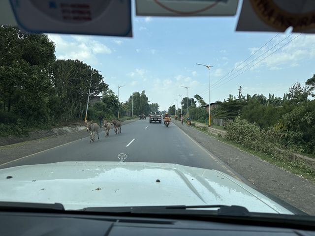 주인이 직접 안 몰아도...나귀 세 마리는 알아서 '주행' 