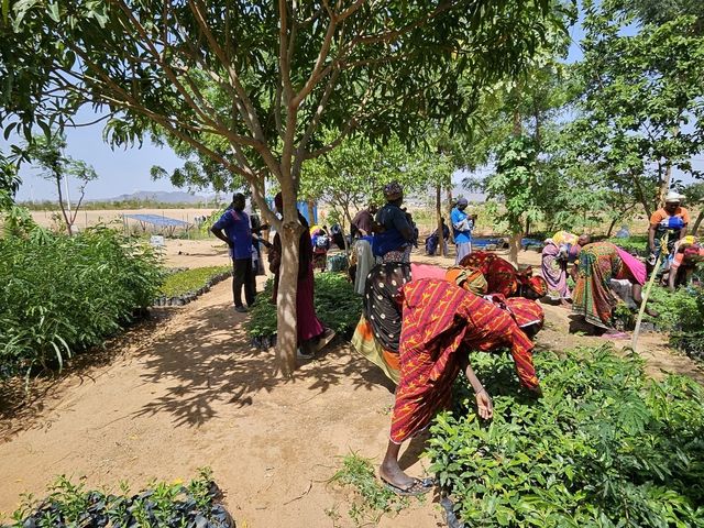 카메룬 미나와오 난민캠프에서 난민들이 모종을 다듬는 모습