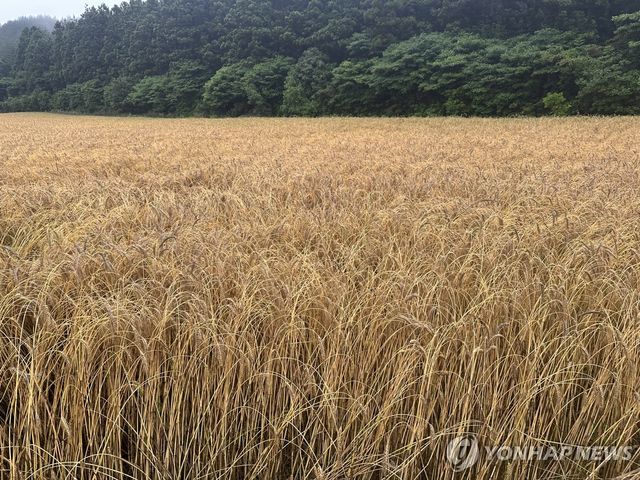 호밀과 밀의 교잡종 '트리티케일'