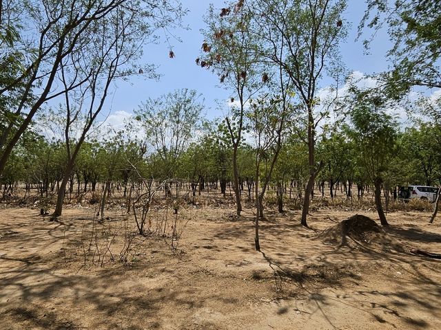 카메룬 미나와오 난민캠프의 나무들