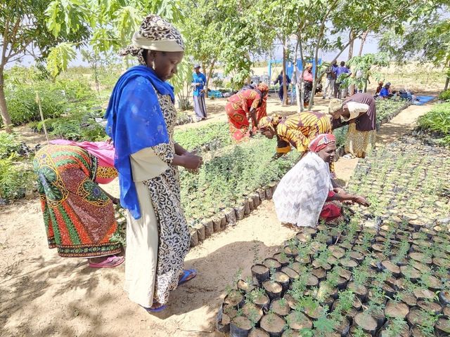 카메룬 미나와오 난민캠프 내 모종들