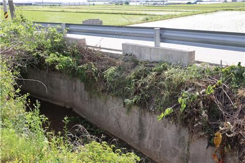 사고가 난 농수로에 수풀이 뒤엉켜 있다.