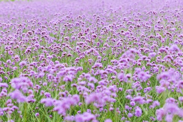 지난 20일 가곡면에 핀 버베나