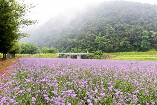 지난 20일 가곡면에 핀 버베나