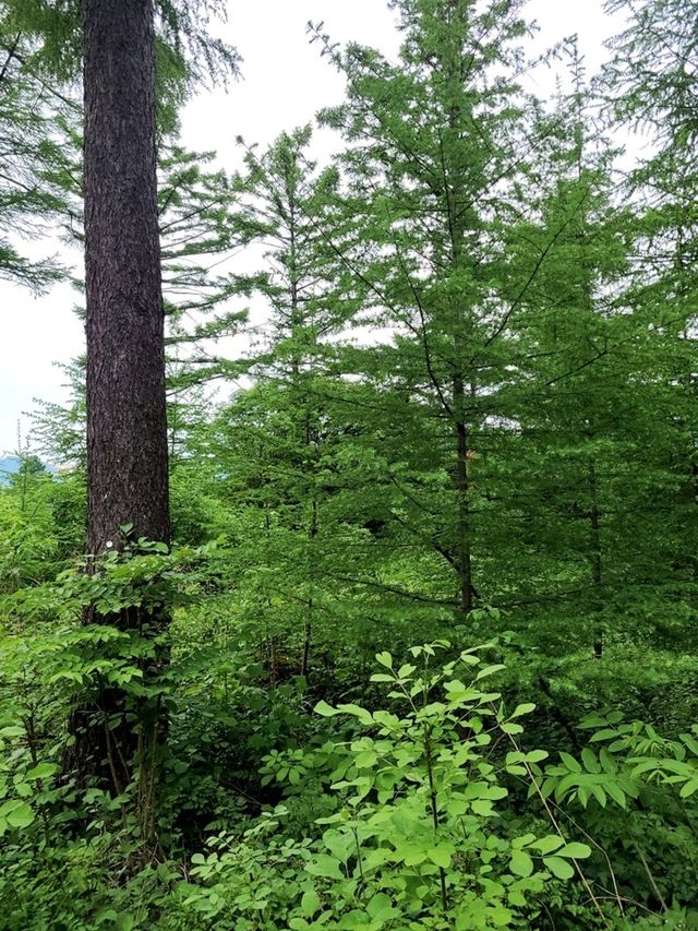 잎갈나무 엄마나무(왼쪽) 잎갈나무 후계목