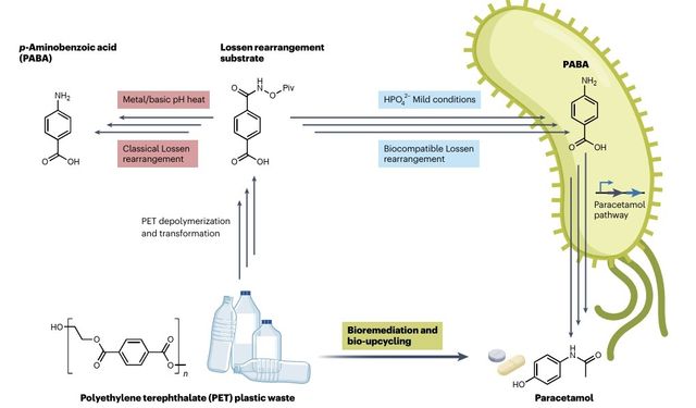유전자 조작 대장균을 이용해 PET로부터 파라세타몰을 생산하는 과정 