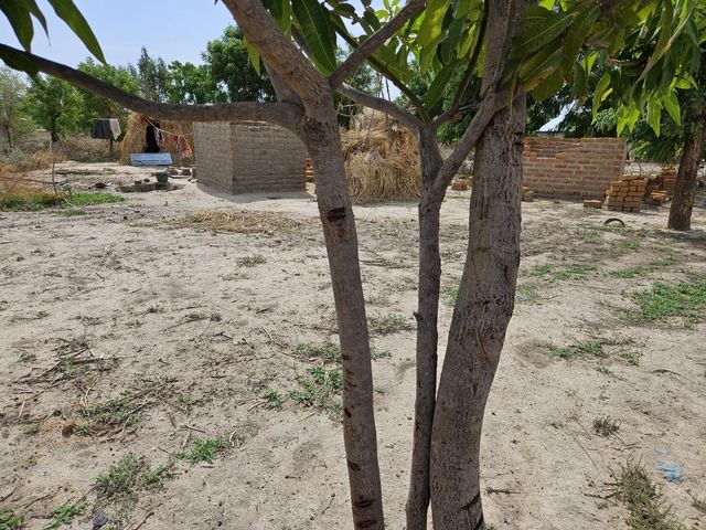 카메룬 최북단주 앙두밀 마을의 나무에 표시된 홍수 수위 표시