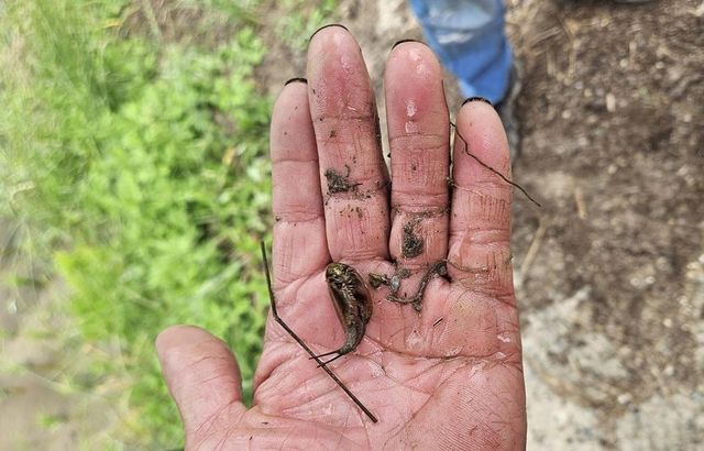 긴꼬리투구새우