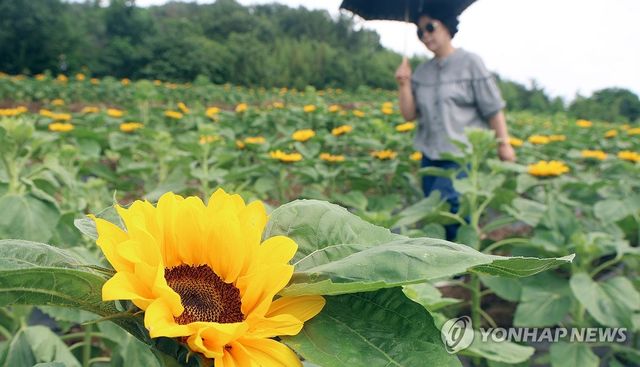 해바라기 활짝