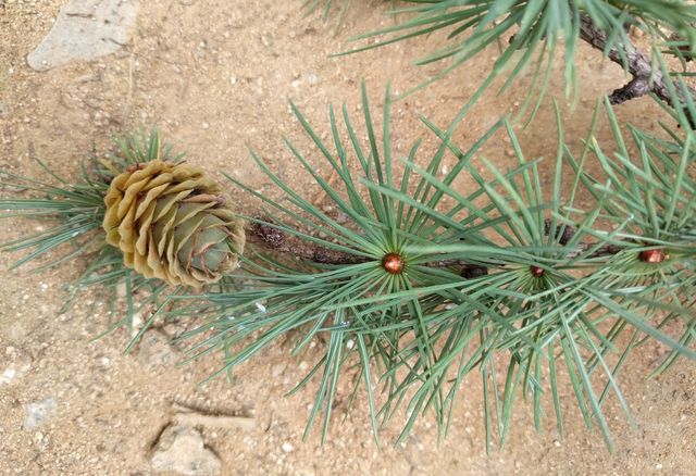 낙엽송(일본잎갈나무) 구과