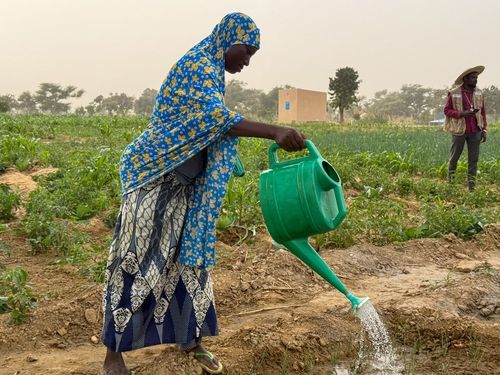 니제르 마라디 내 마다룬파 지역의 상품작물 재배 공동농장