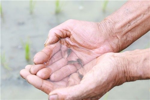 산청 긴꼬리투구새우