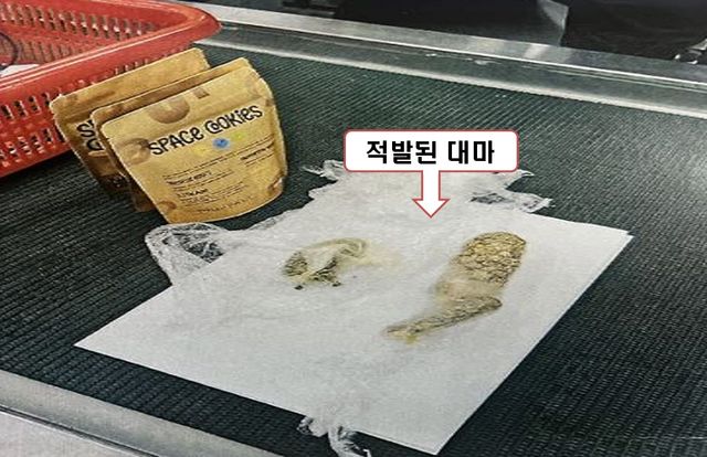 마약 국내 유통 적발