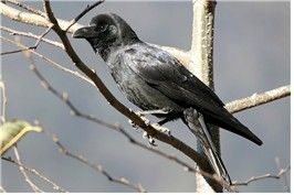 큰부리까마귀 [환경부 제공. 재판매 및 DB 금지]