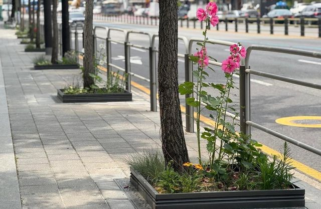 서대문구가 통일로 변 가로수 길에 조성한 '한뼘정원'