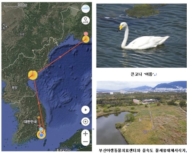 큰고니 '여름'의 러시아 이주
