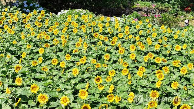 제주는 해바라기의 계절