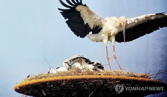 보금자리 찾은 황새