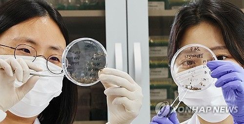 말라리아 매개 모기 분류 작업