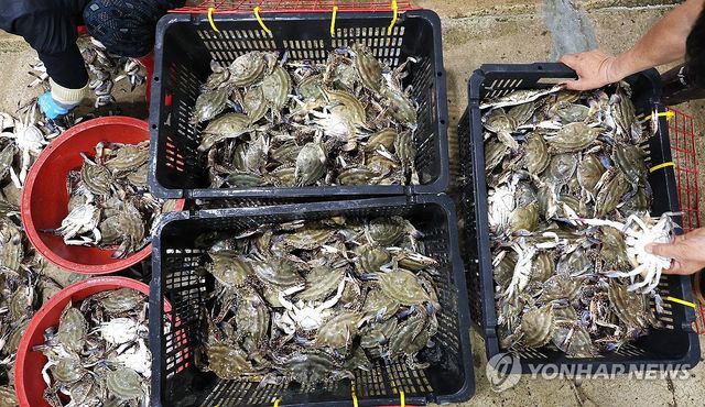 연평도 봄 꽃게