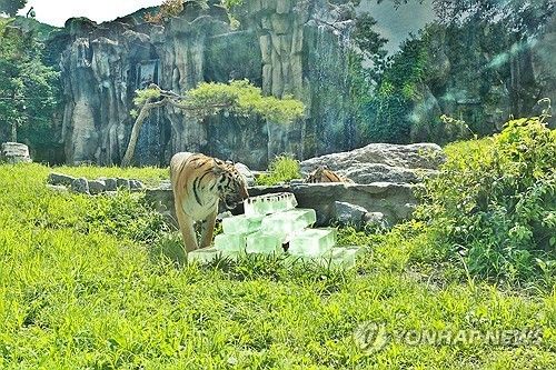 폭염을 피하는 호랑이
