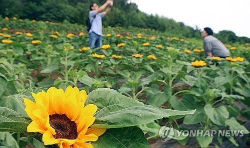 해바라기의 유혹