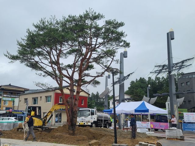 대관령면 상징 '올림픽 소나무' 