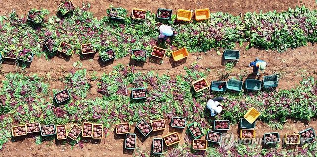 제주는 비트 수확철