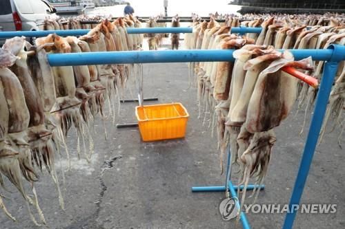 울릉도 도동항에서 건조 중인 오징어 
